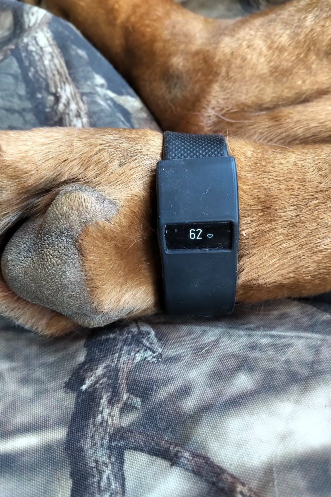 FitBits and Canine Heart Rates Registered Veterinary Technologists