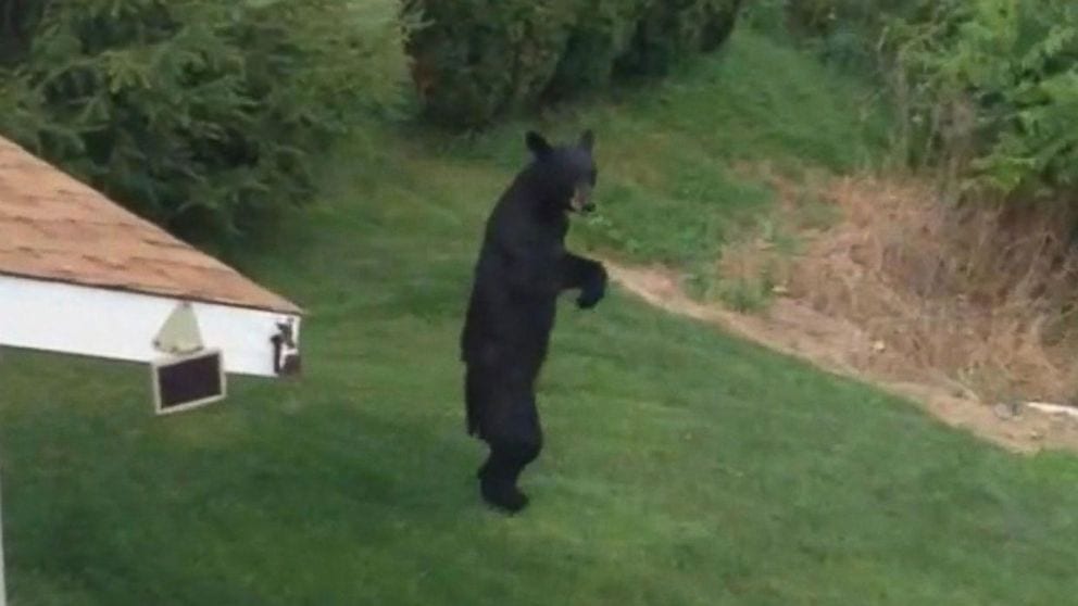 Pedals bipedal bear sighting Sasquatch Chronicles