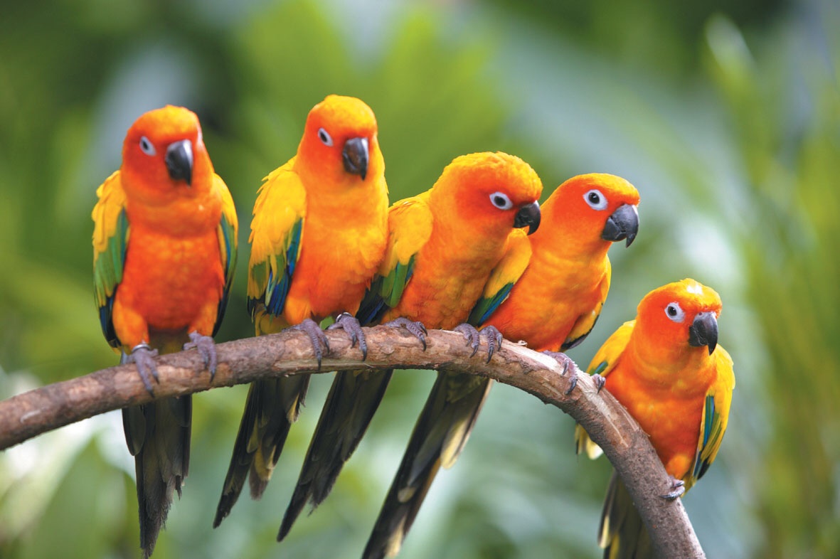 Tropical birds in color. Help Change The World. The Future Of The