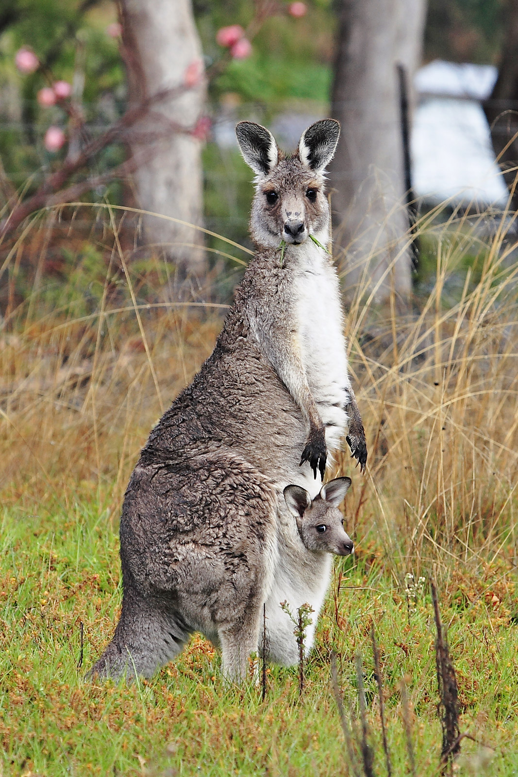 The kangaroo. PRINCE COUNTY PARENTS, MARYLAND BLOG