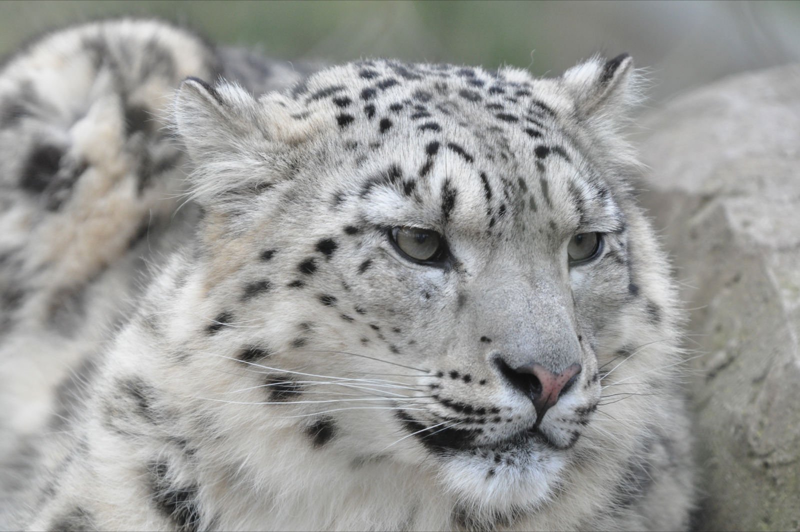 The snow leopard (Uncia uncia) PRINCE COUNTY PARENTS