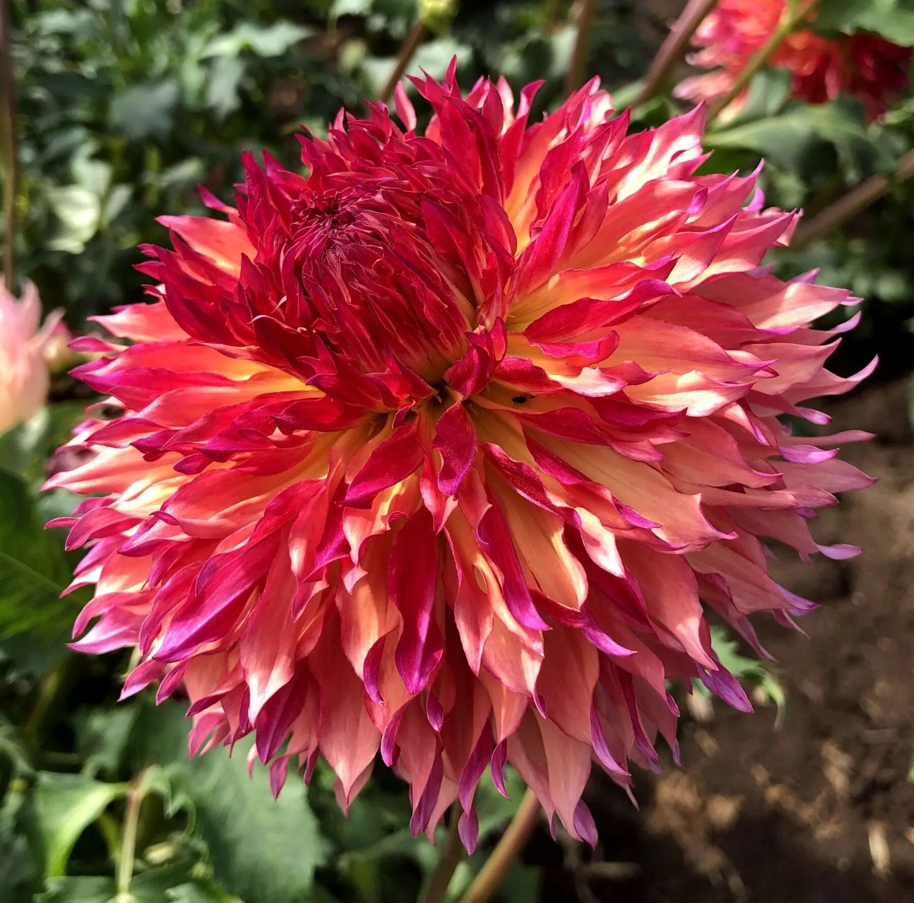 Do Deer Eat Dahlias? Controlling Pests Who Love To Kill Dahlias