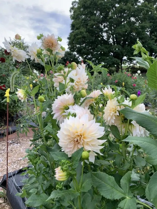 Do Deer Eat Dahlias? Controlling Pests Who Love To Kill Dahlias