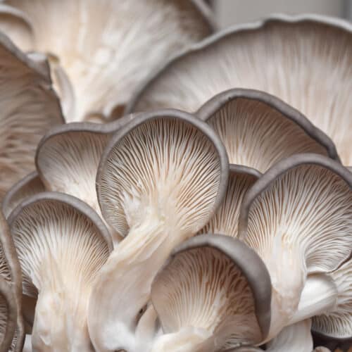 How To Store Oyster Mushrooms Extend The Shelf Life Sassy Chopsticks