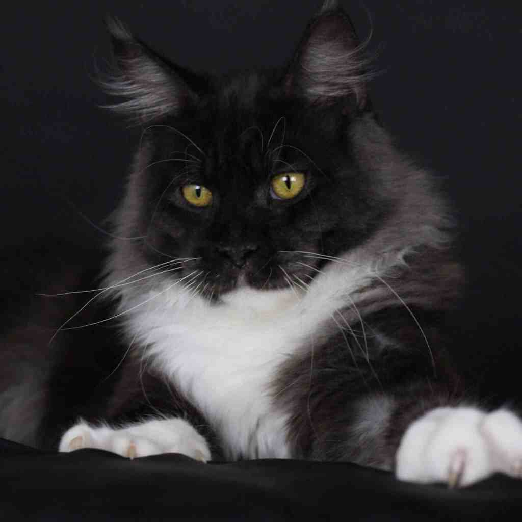 Maine Coon Colors And Patterns Full Color Photographs