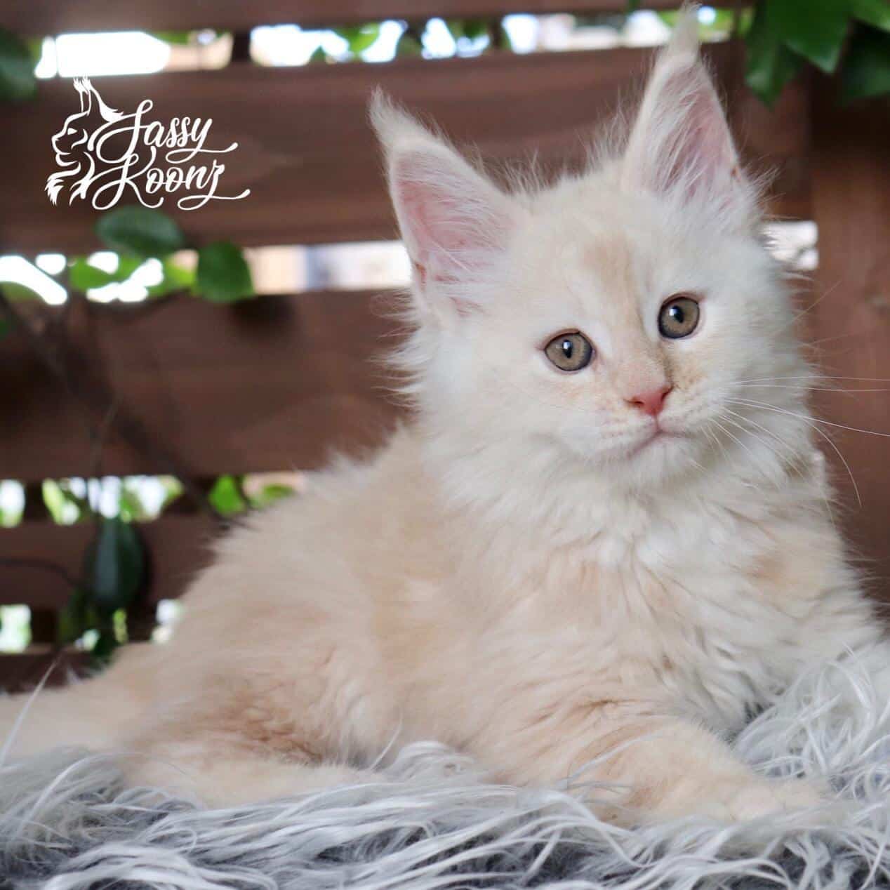 27 Beautiful Cream Maine Coon Cats You'll Adore