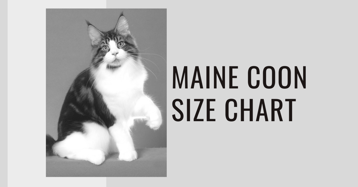Maine Coon Size Chart - How Big Will Your Maine Coon Get? ⋆