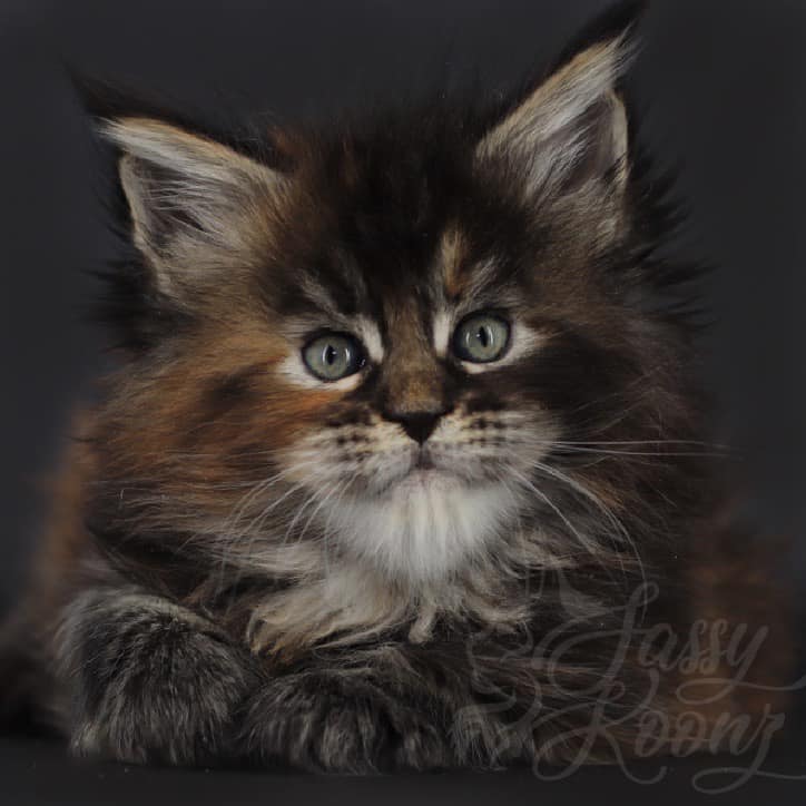 Maine Coon Adoption Process From Sassy Koonz Cattery