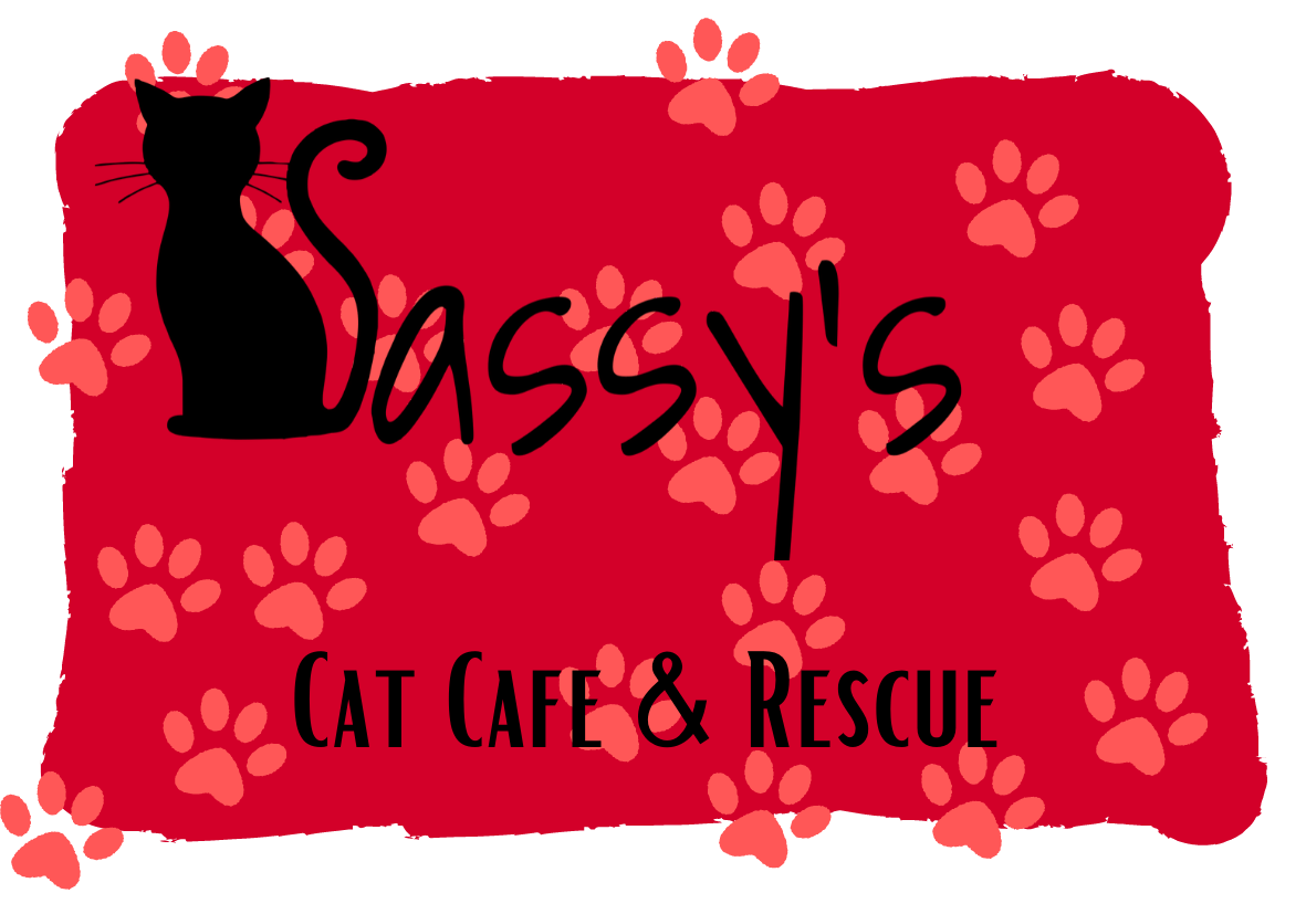 Adelaide Cat Adoptions from Sassy's Cat Cafe and Rescue