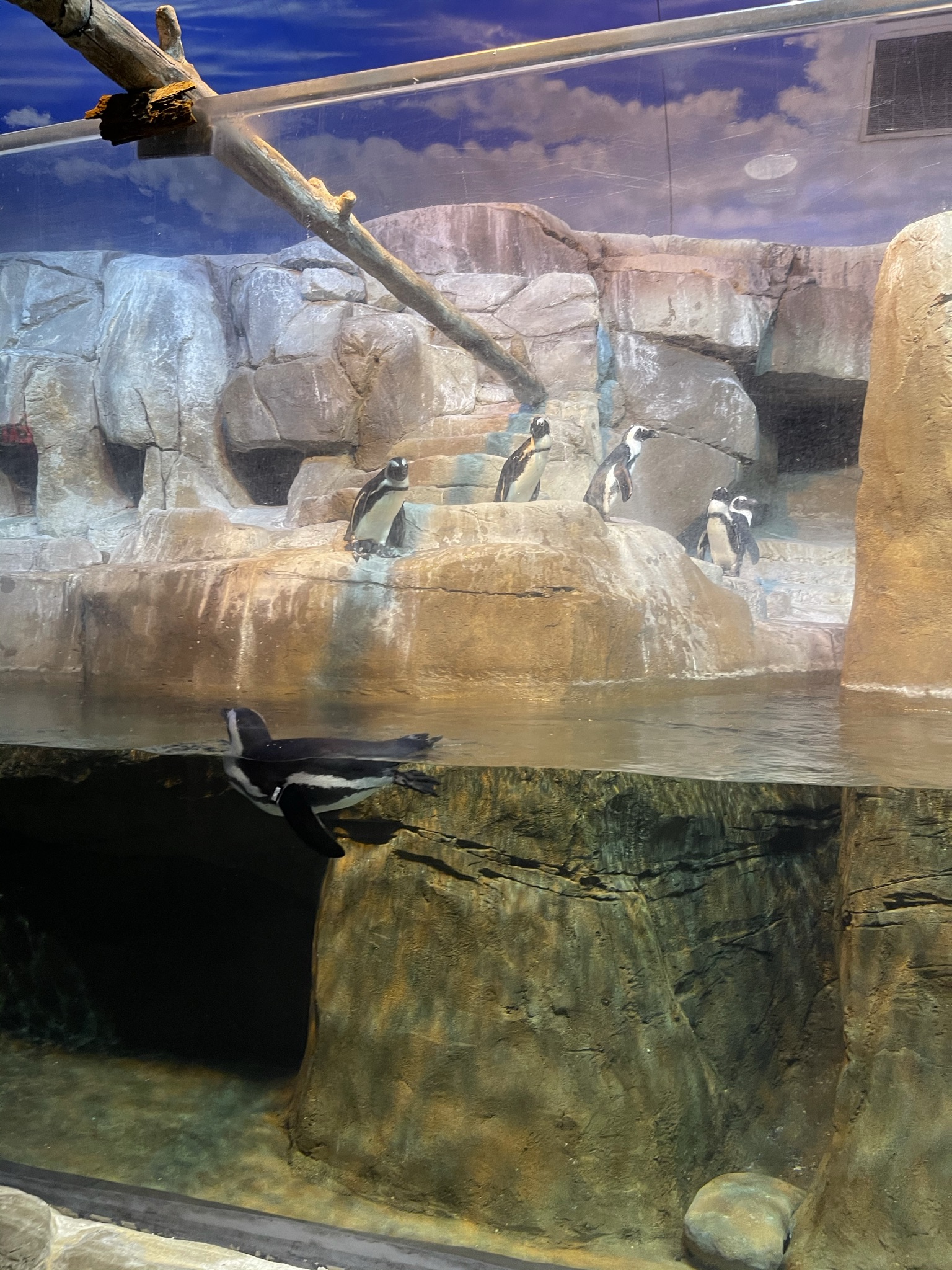 Penguin Cove Louisville Zoo Satchell Engineering & Associates, Inc.