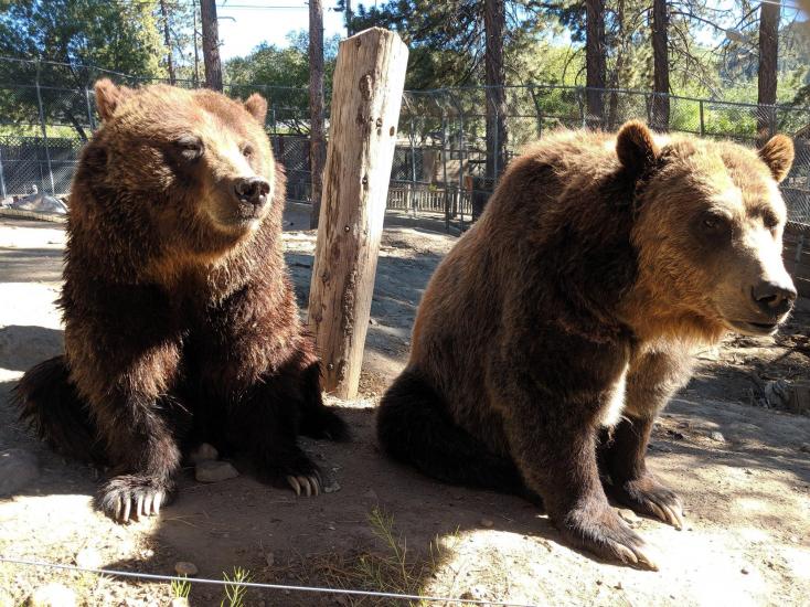 Big Bear Alpine Zoo Satchell Engineering & Associates, Inc.