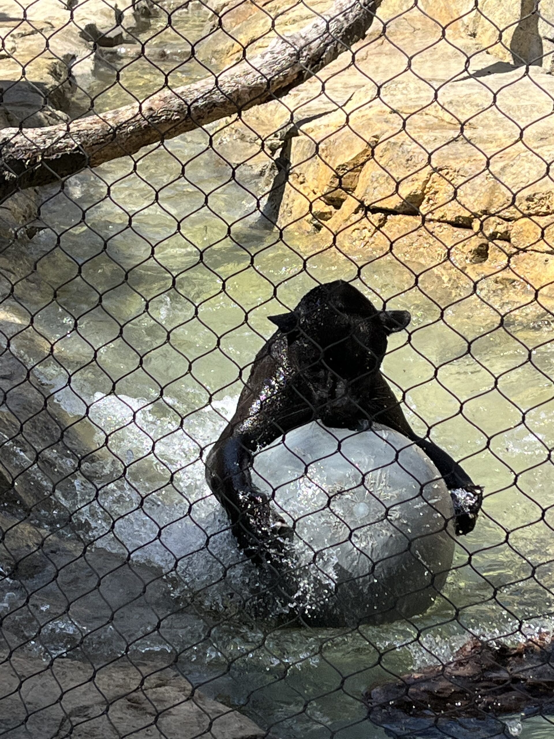 Orange County Zoo, Large Mammal Exhibit Satchell Engineering