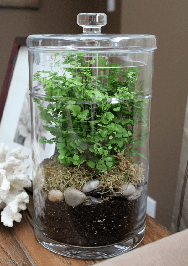 DIY Terrarium Satori Design for Living
