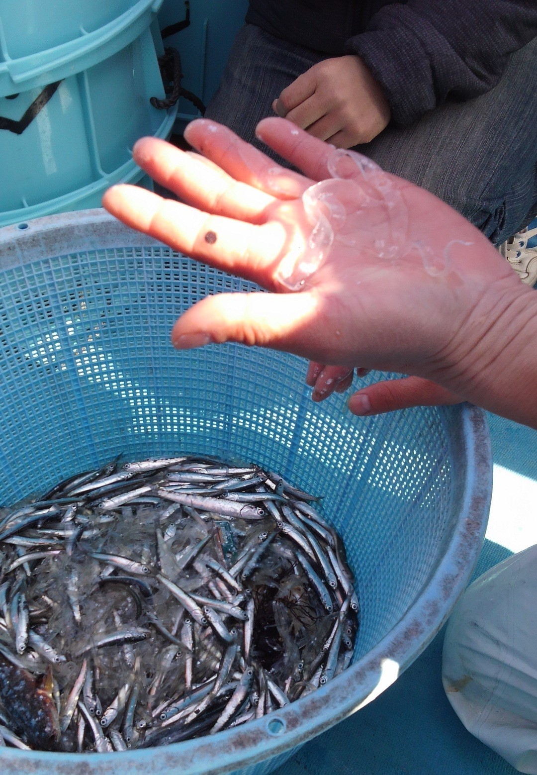 [最も共有された！ √] あなご 稚魚 239815アナゴ 稚魚 食べ方