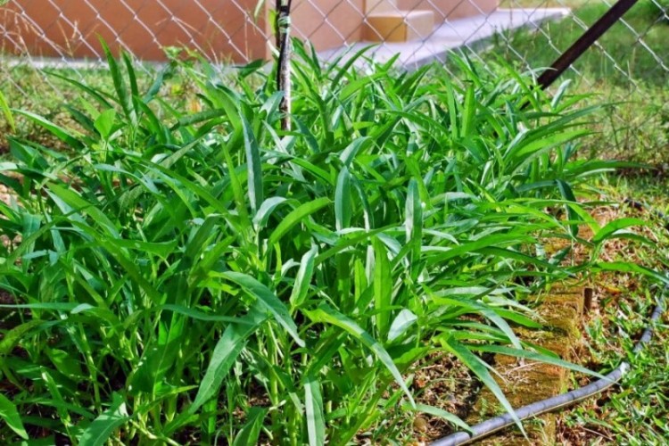 Budidaya Kangkung Darat