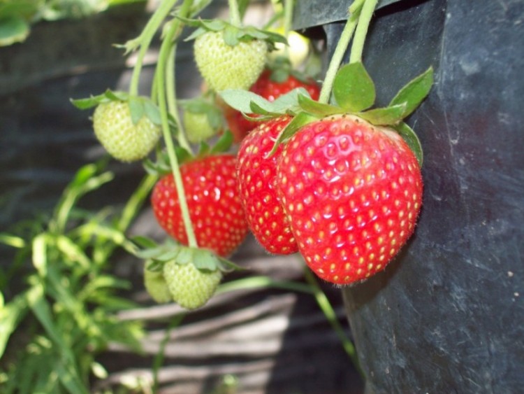 Menanam Dan Budidaya Stroberi Satu Jam