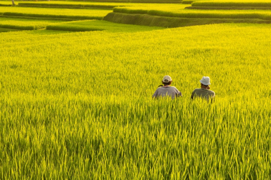 Nasi yang Kamu Makan Setiap hari Berawal dari Sawah-Sawah Petani Ini