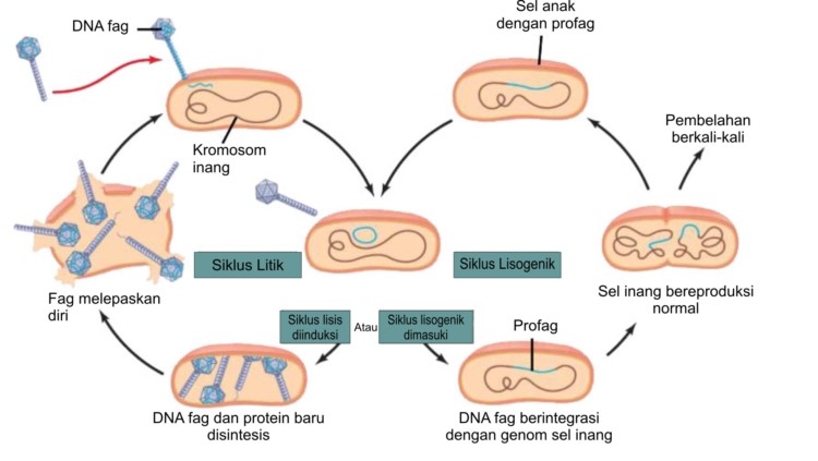 Fase-fase Reproduksi Virus | Litik dan Lisogenetik