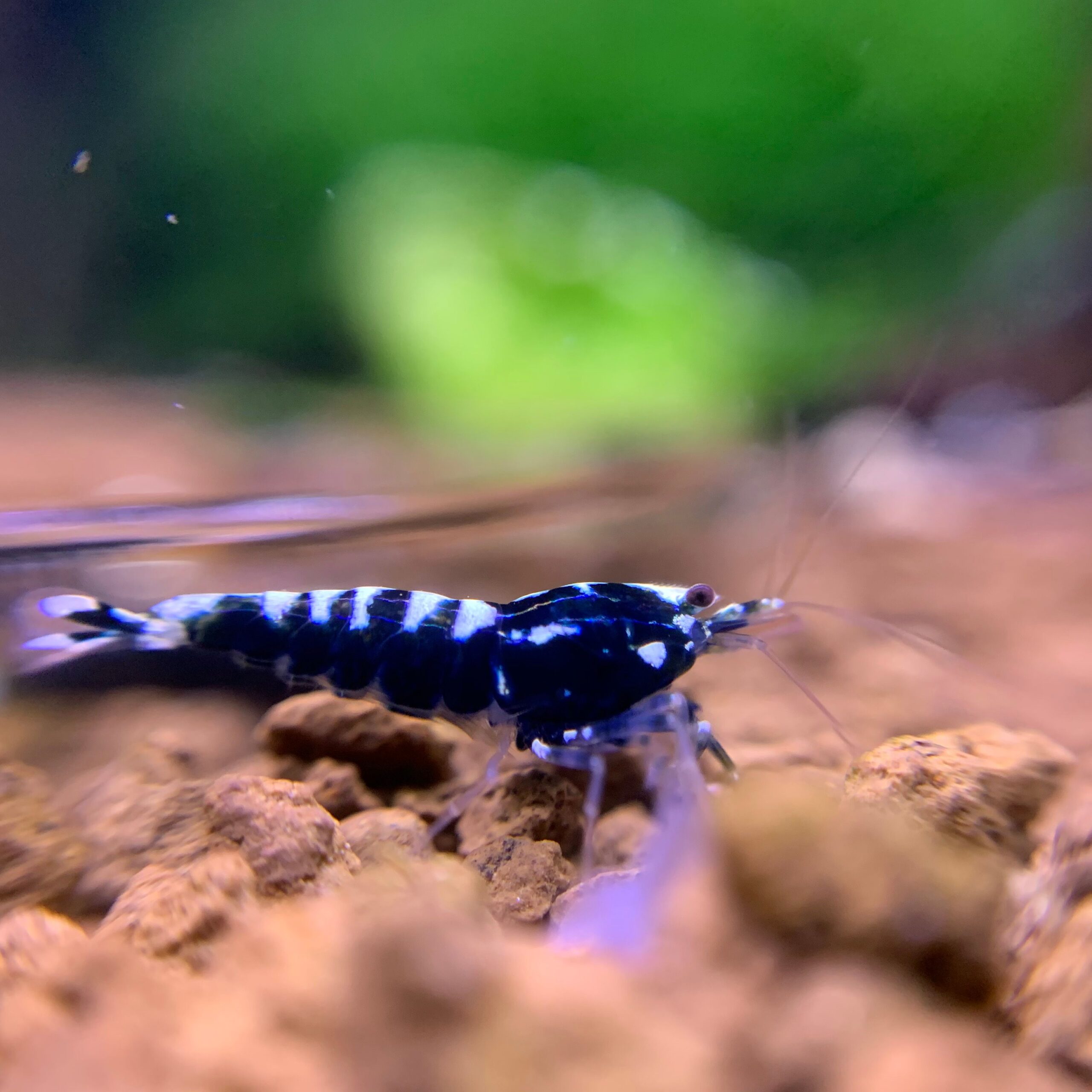 Black Galaxy Zebra Pinto (Mixed Grade) Saturn Shrimp
