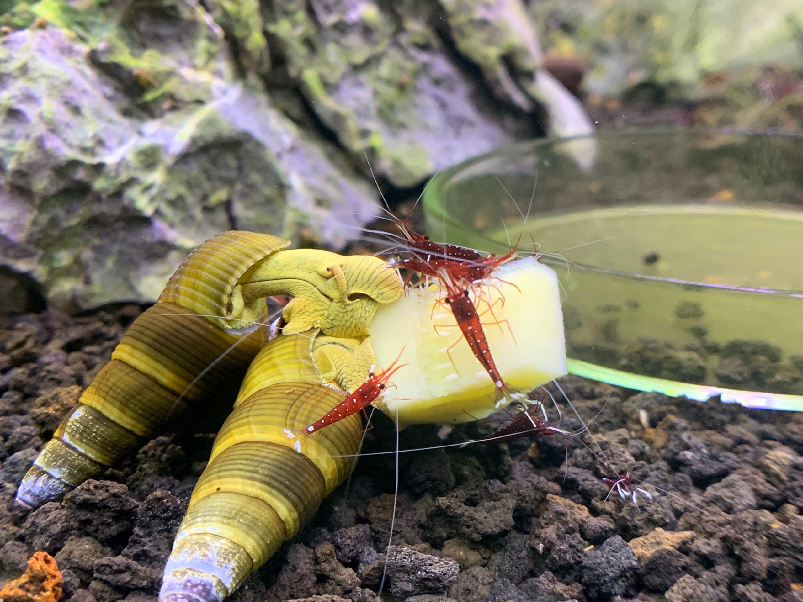 Rabbit Snail Yellow (1 3cm) Saturn Shrimp