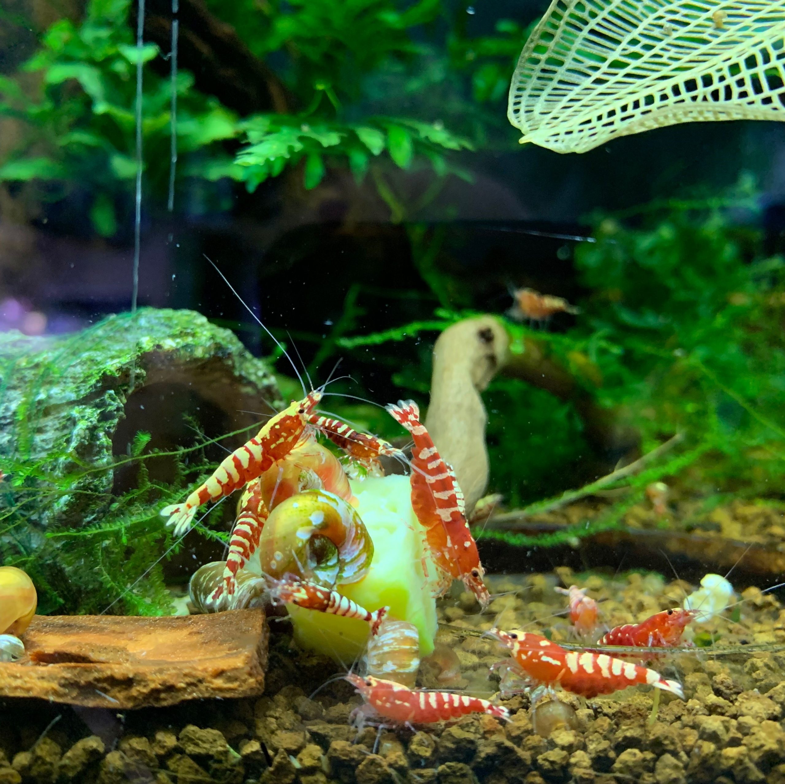 Red Galaxy Zebra Pinto (Mixed Grade) Saturn Shrimp