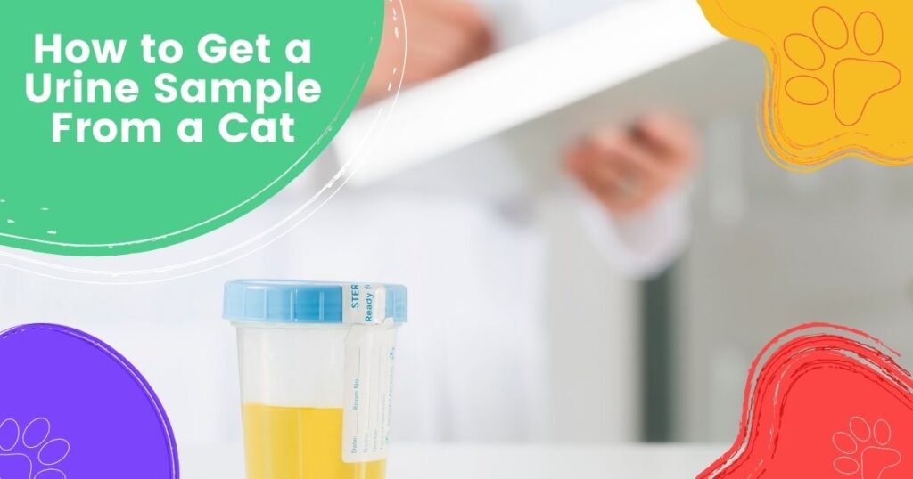 How to Get a Urine Sample From a Cat Saudi Mas Vet Est.