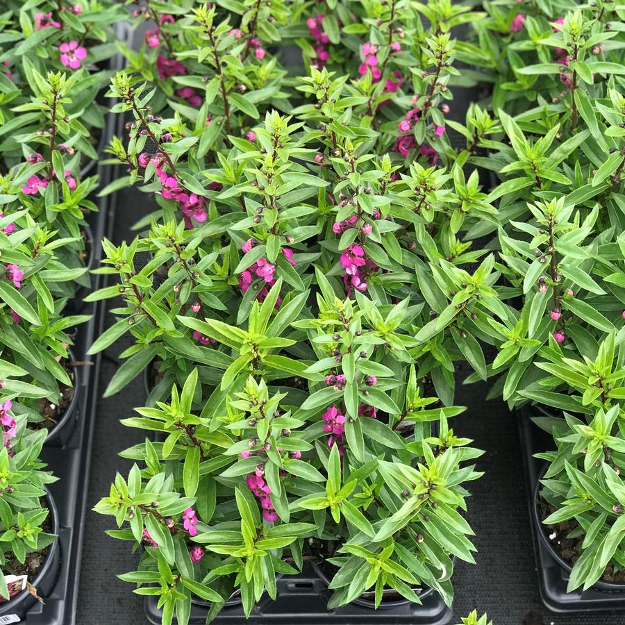 Angelonia augustifolia Archangel™ Raspberry Summer Snapdragon from
