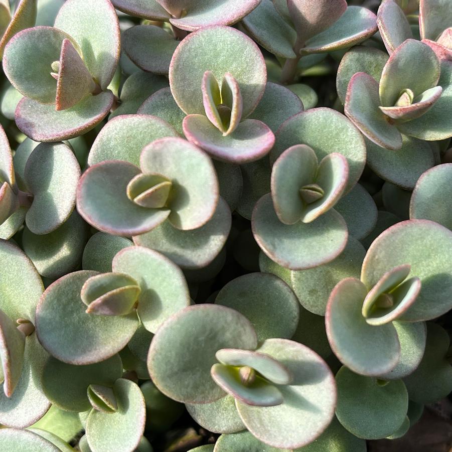 Sedum SunSparkler® 'Lime Zinger' Stonecrop from Saunders Brothers Inc