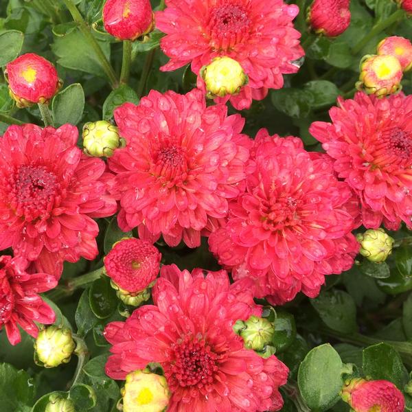 Chrysanthemum x morifolium Gigi Coral Gigi™ Coral Mum from Saunders
