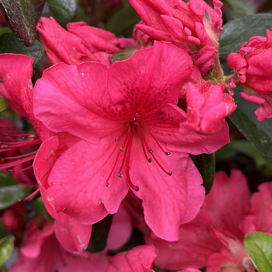 Azalea Crimson Azalea 'Girard Crimson' from Saunders Brothers Inc