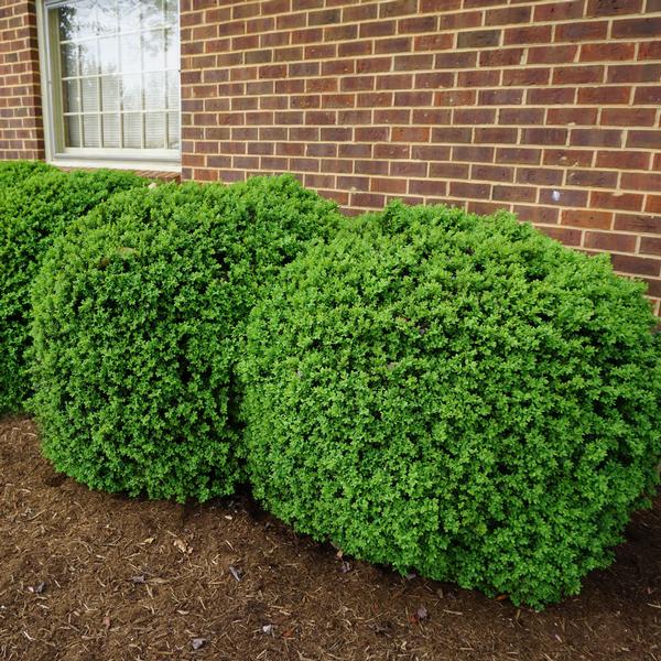 English Boxwood Buxus sempervirens 'Suffruticosa' from Saunders