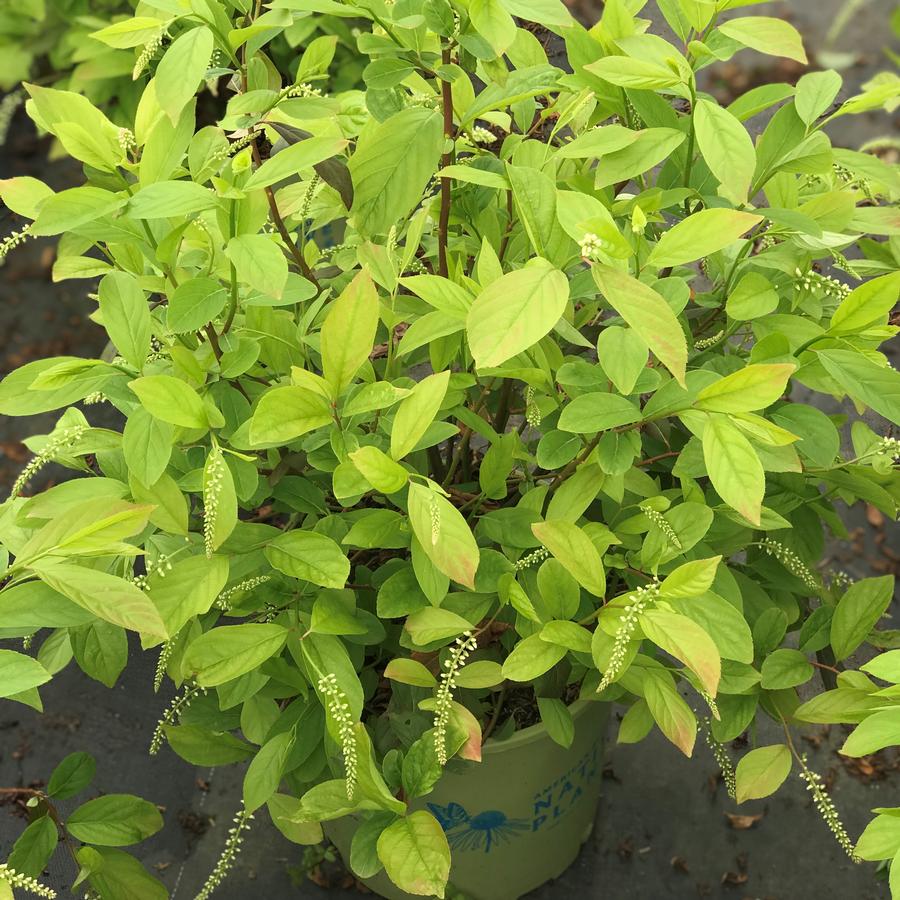 Virginia Sweetspire Itea virginica 'Henry's from Saunders