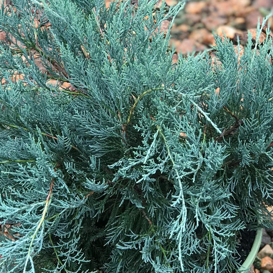 Eastern Redcedar Juniperus virginiana 'Grey Owl' from Saunders Brothers Inc