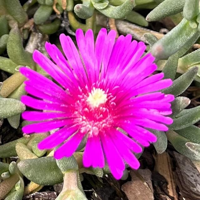 Delosperma cooperi Ice Plant from Saunders Brothers Inc