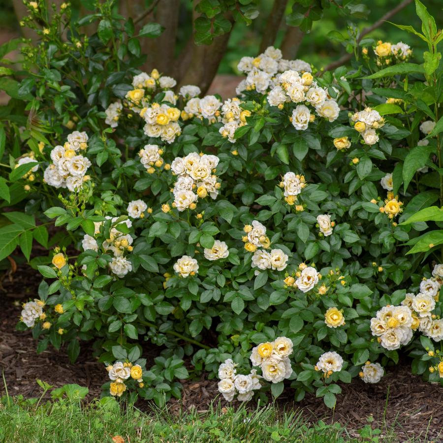 Rose Popcorn Drift® Rose Popcorn Drift® from Saunders Brothers Inc