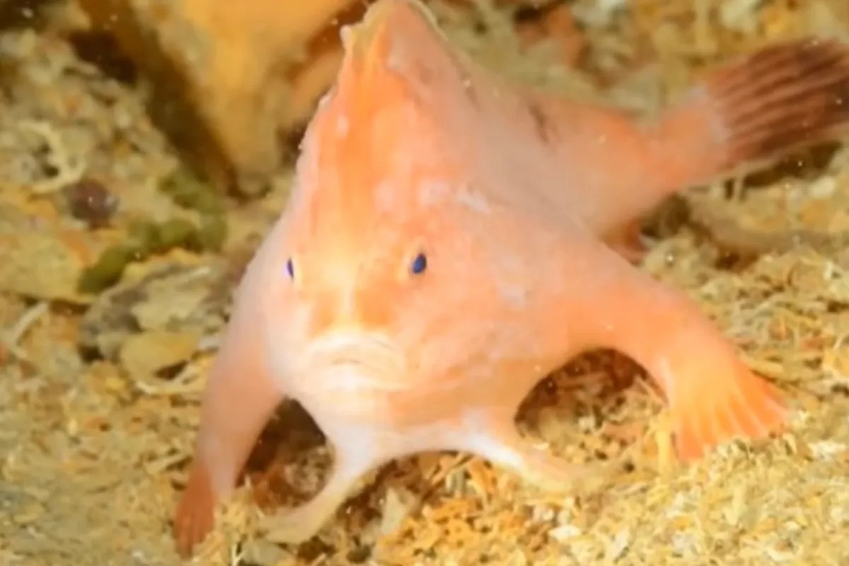 Rare Find Divers Spot Grumpy Fish With 'Hands' and a Mohawk
