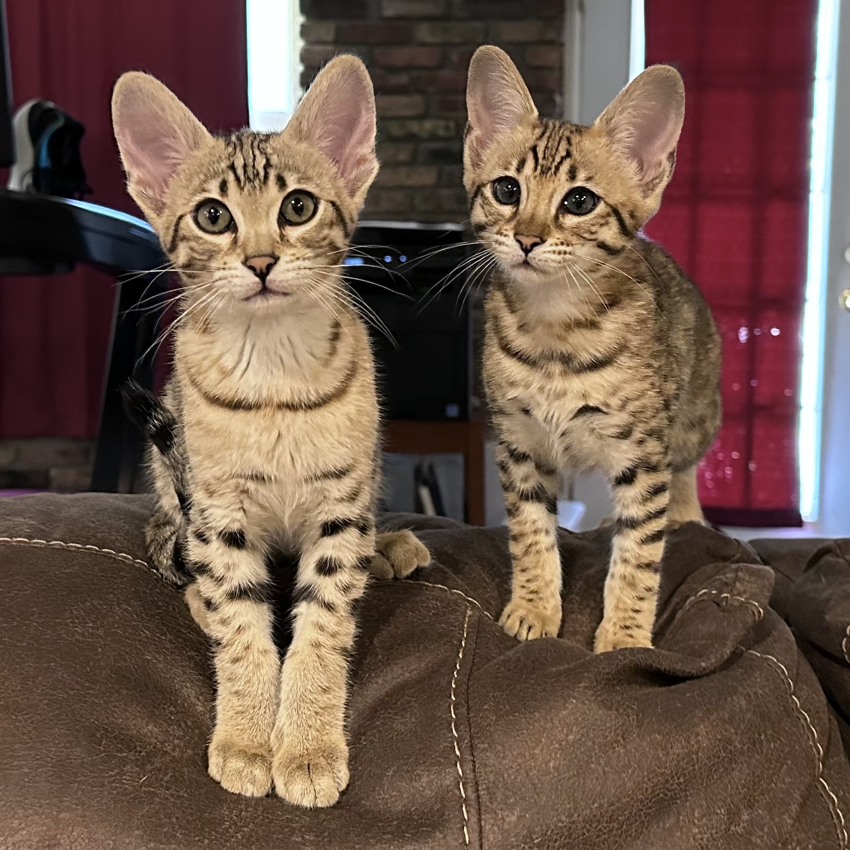Savannah Cat Breeders Savannah Cats, Bengal Cats For Sale