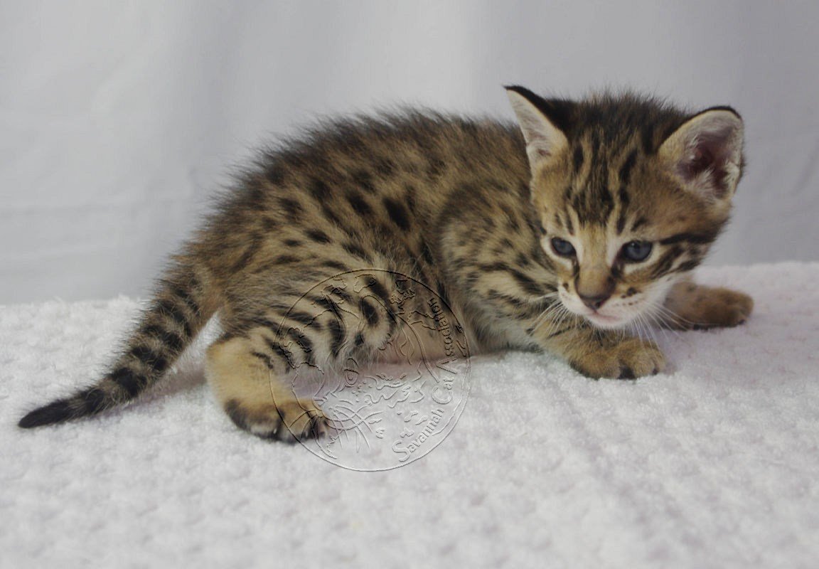 Savannah Care from kitten to adult is always important