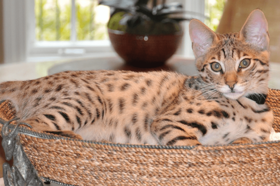Choosing a Breeder! Select Exotics Savannah Cats