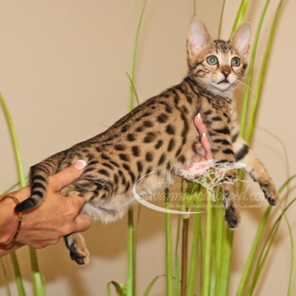 F3 Savannah Kittens for Sale Savannah Cat Breed