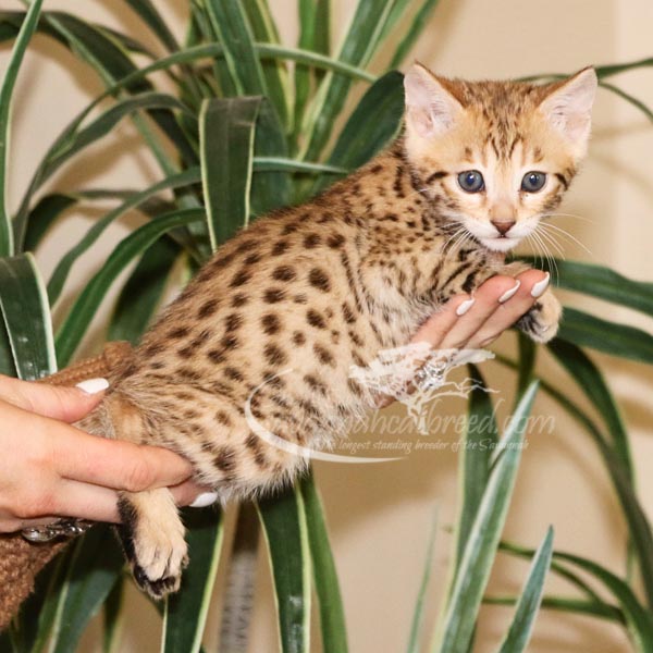 F3 Savannah Kittens for Sale Savannah Cat Breed