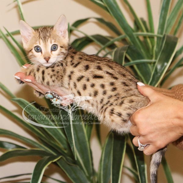 F3 Savannah Kittens for Sale Savannah Cat Breed