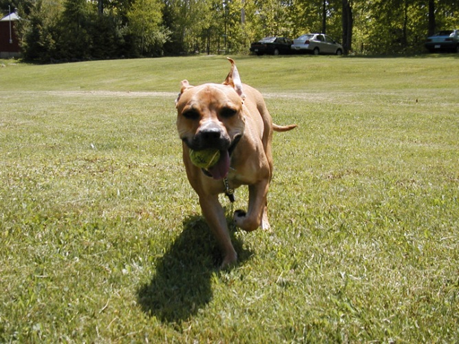 Dog Toys For Heavy Chewers, Bully Friendly Treats