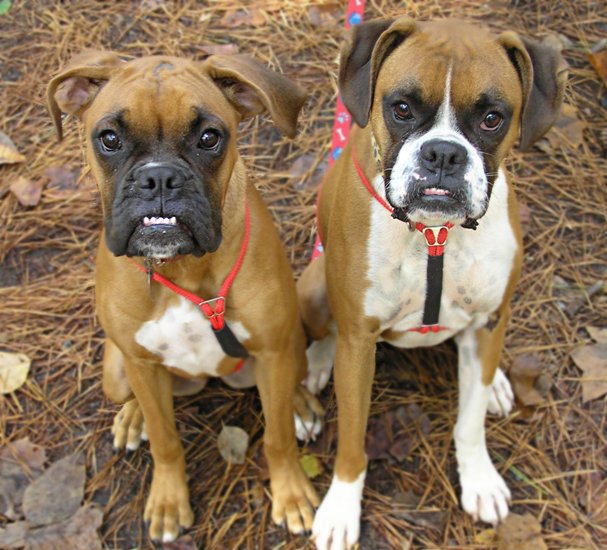 Breed Profile Boxers, Characteristics, Temperament and History of Boxer