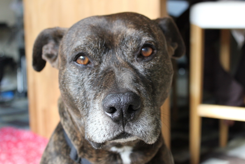 Insurance for Pit Bulls, Find Insurers That Accept Pitbulls