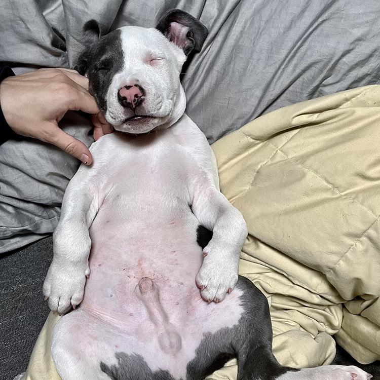 Nike SaveABull Rescue