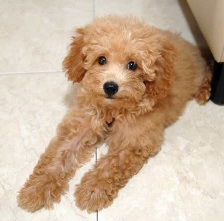 Toy Poodle For Adoption Near Me Off 58% - Canerofset.com