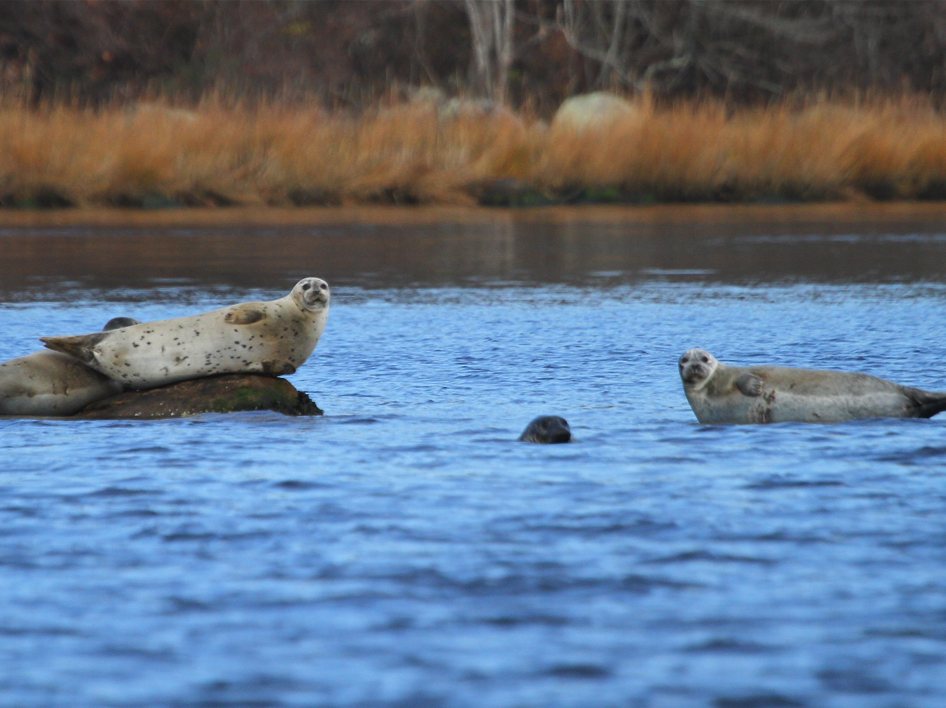 Westerly Seal Tour and Nature Cruises celebrate fall on the Pawcatuck