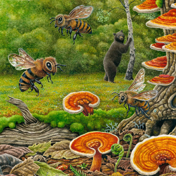 Save Bees • Pollinator decline and how to help