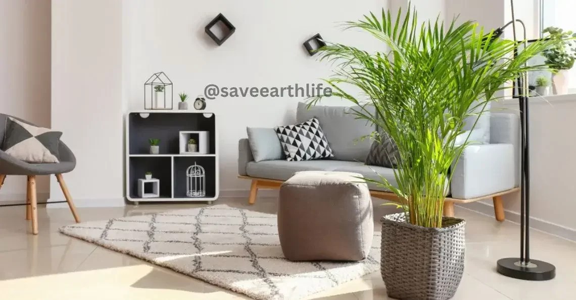 Air Purifier Plants in India Improve Indoor Air — Save Earth Life